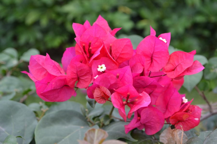 DSC_0441.JPG