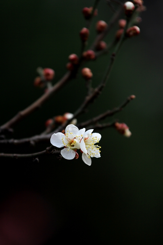 红梅花 008.jpg