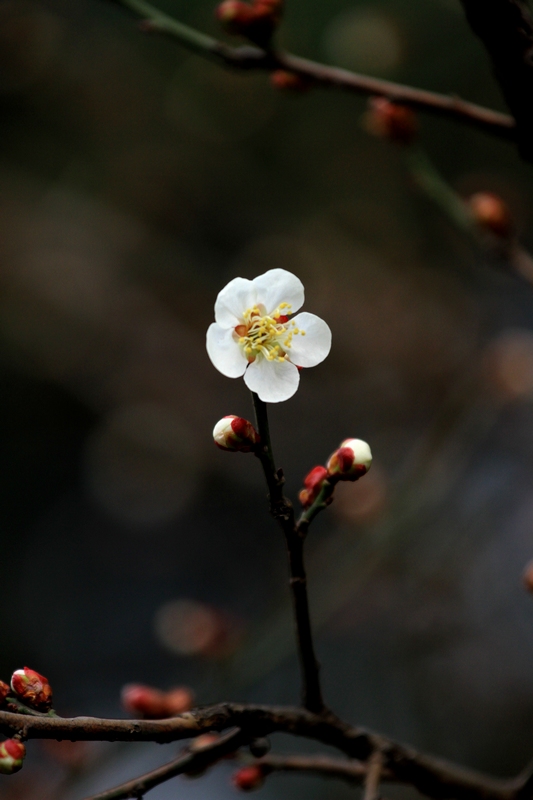 红梅花 013.jpg