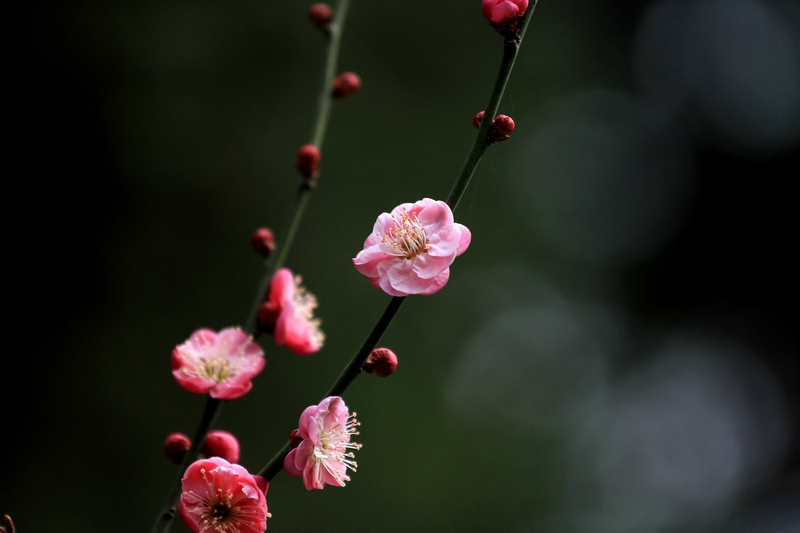 红梅花 027.jpg