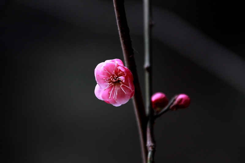 梅花 001.jpg