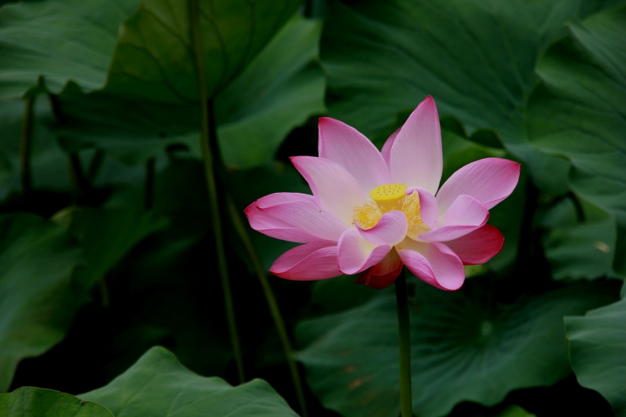 DPP_0410.JPG