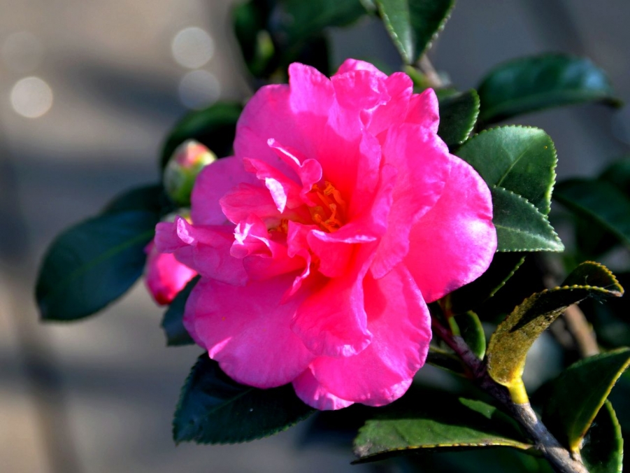 DSC_0179.JPG