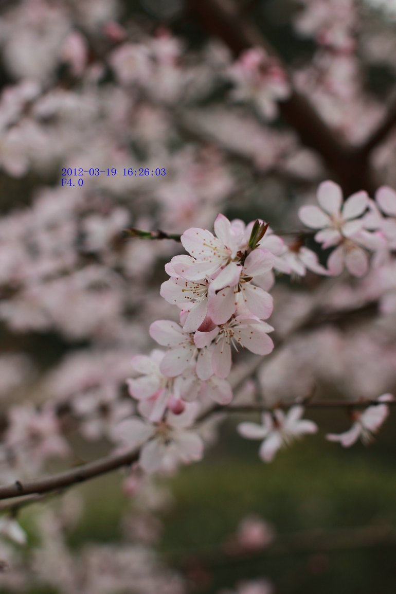 nEO_IMG_600D-50L 花卉试机0010.jpg
