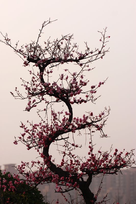 旅游MT 275A.jpg