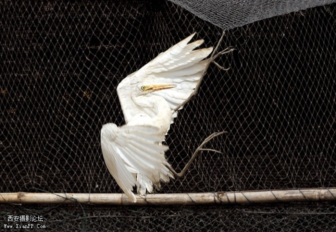 cage9-673x464.jpg