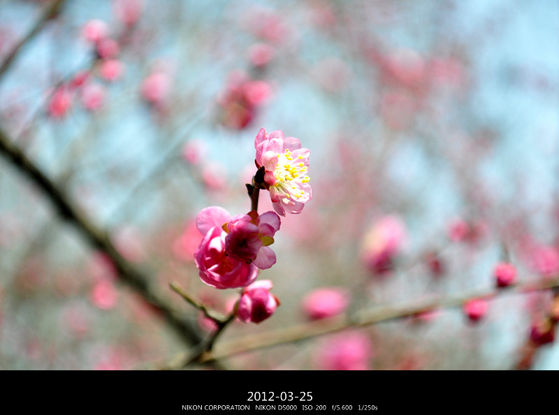 DSC_0083_副本.jpg