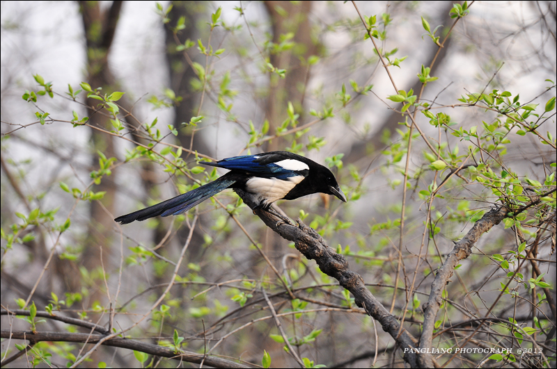 DSC_0099.jpg