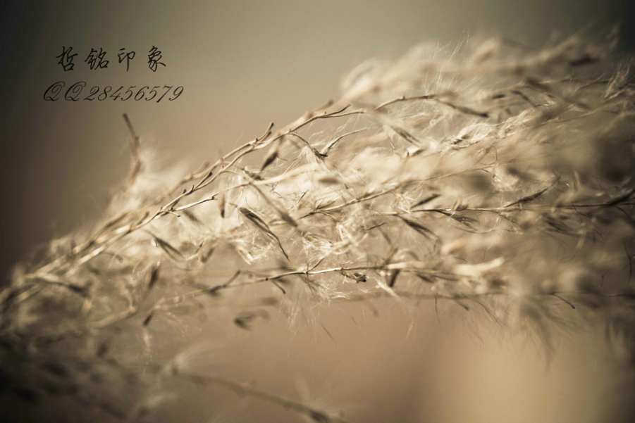 狗尾巴草-3.jpg