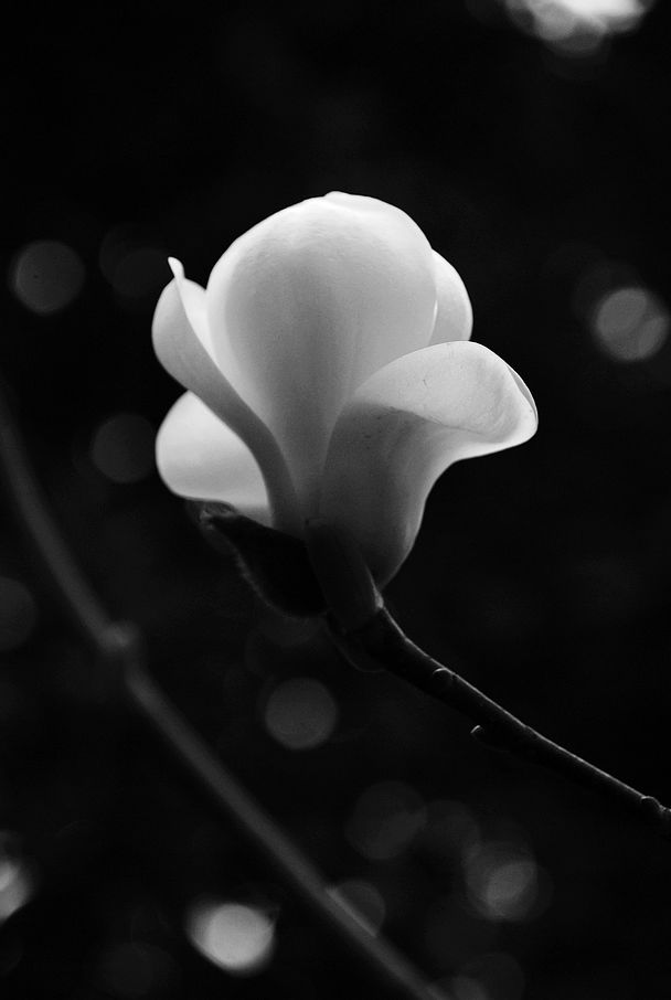 白玉兰花