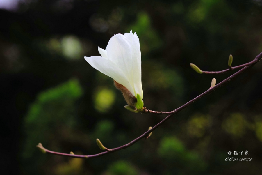 各种花-2.jpg