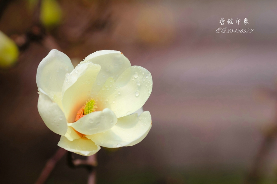 各种花-6.jpg