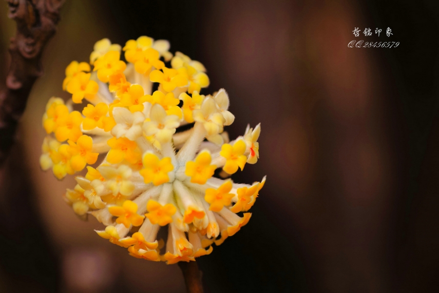 各种花-8.jpg