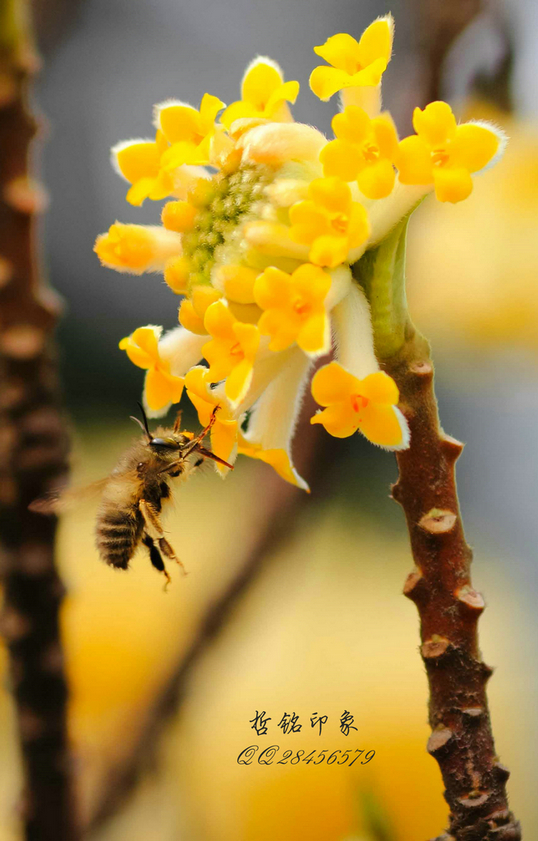 各种花-9.jpg