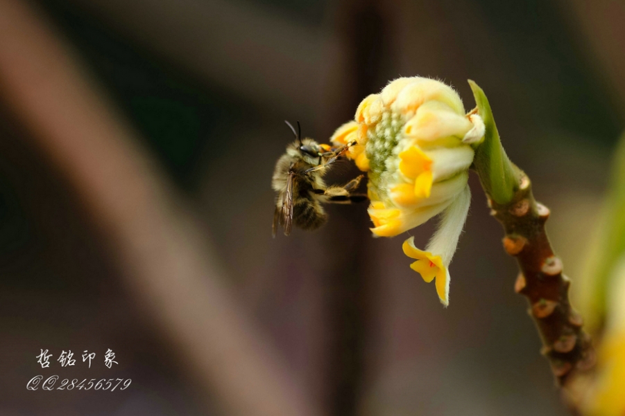 各种花-14.jpg