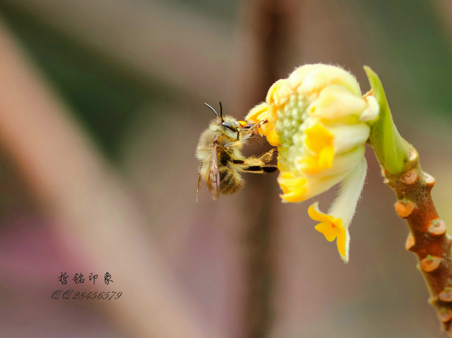 各种花-15.jpg