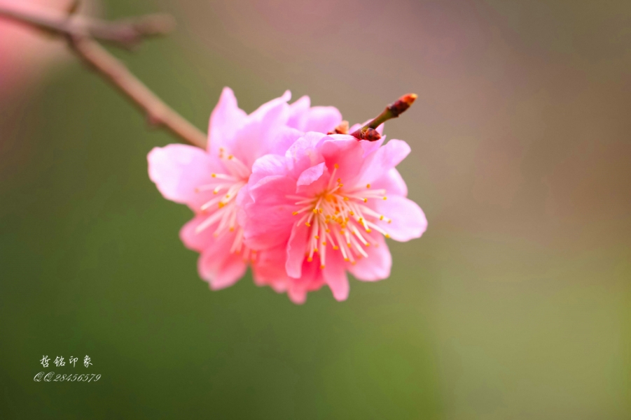 各种花-19.jpg