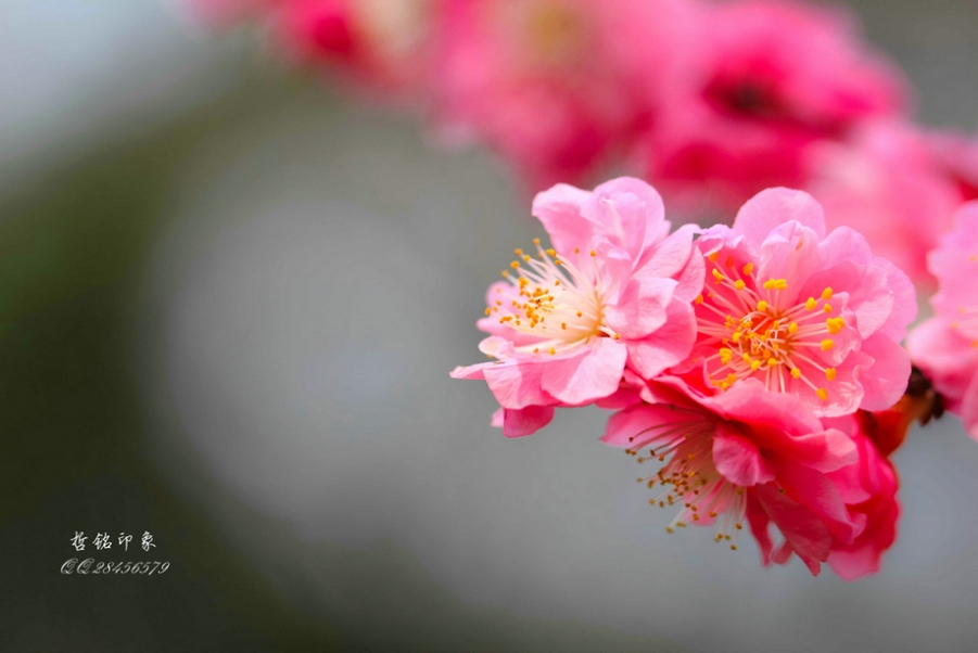 各种花-21.jpg