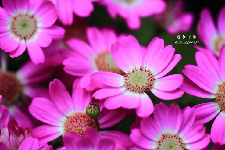 各种花-53.jpg