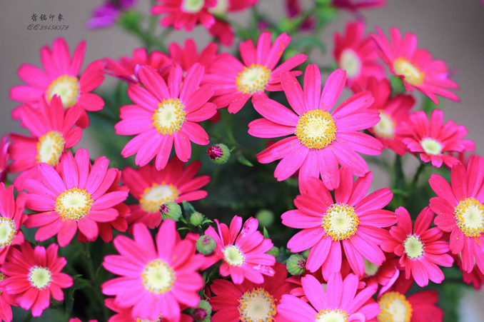 各种花-54.jpg