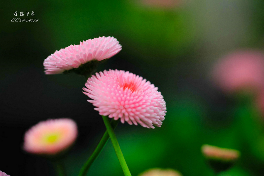 各种花-55.jpg