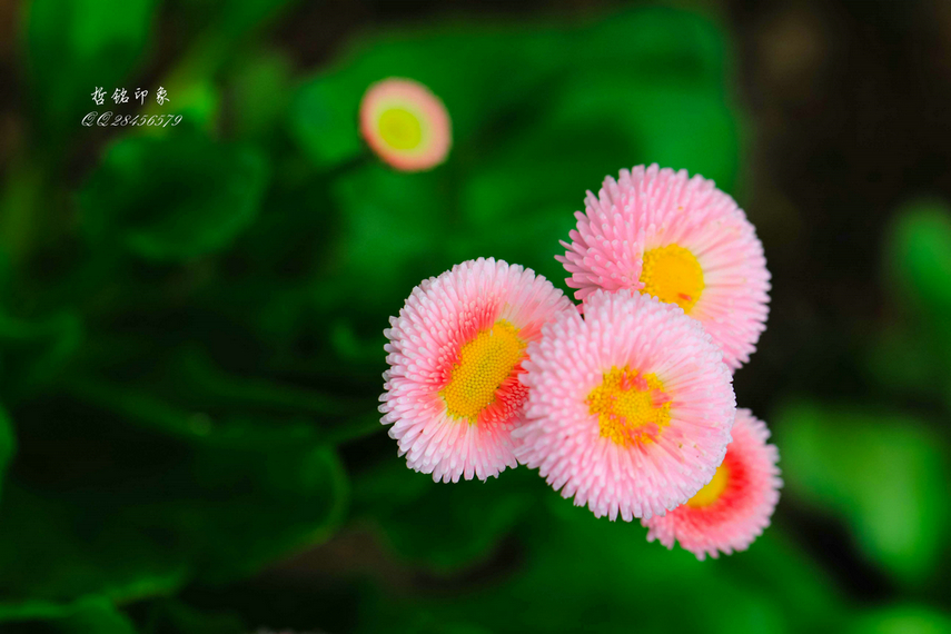 各种花-59.jpg