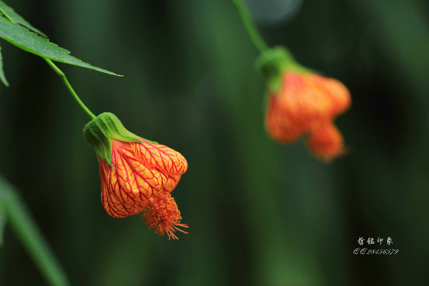各种花-61.jpg