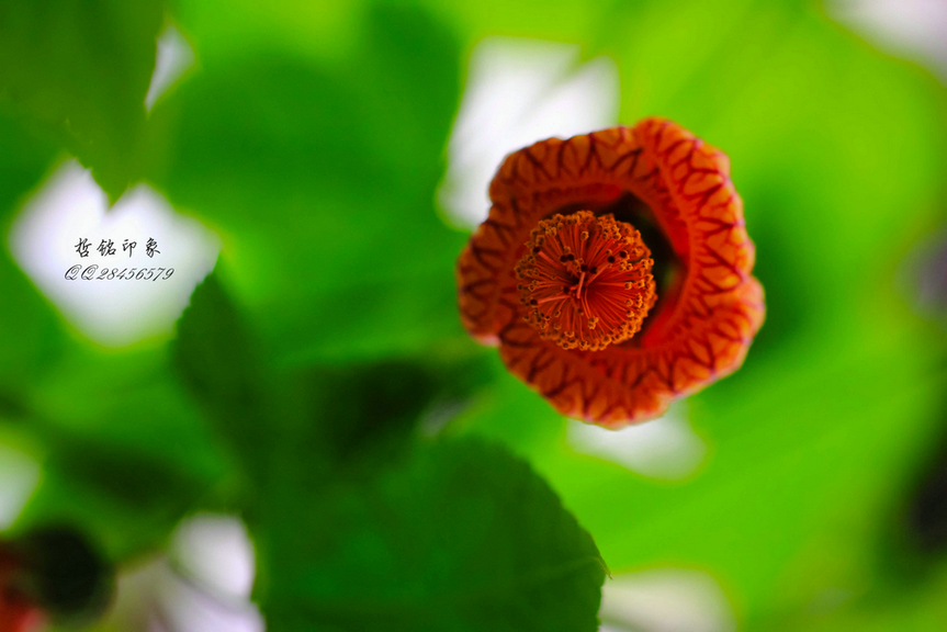 各种花-62.jpg
