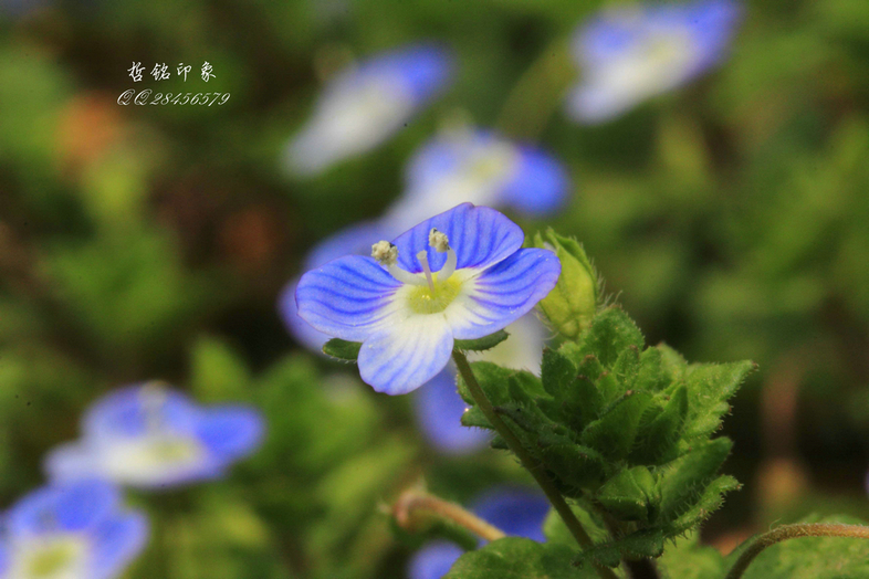 各种花-29.jpg