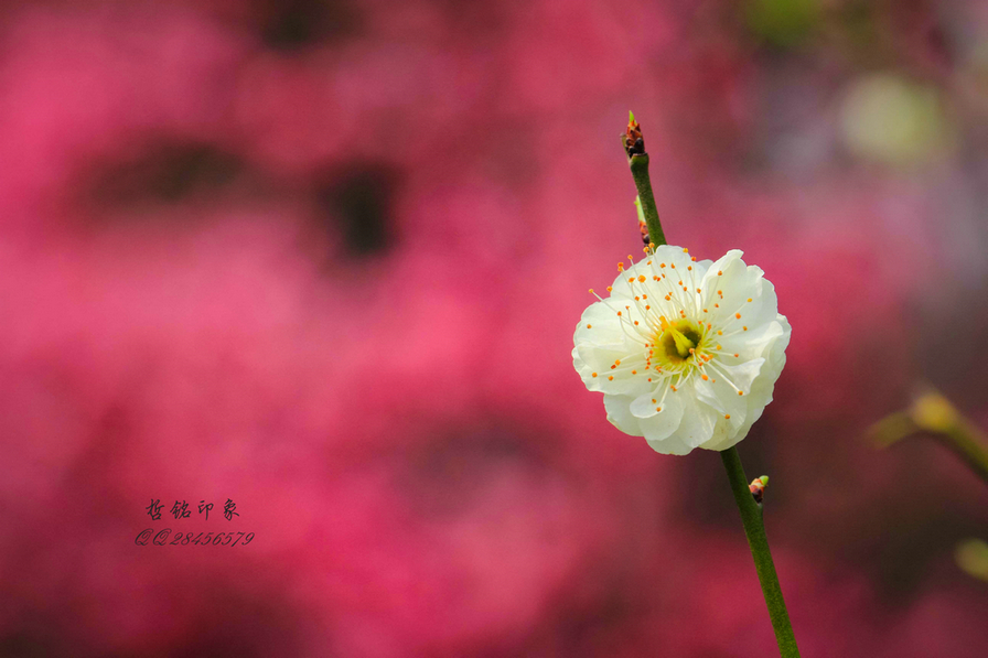 各种花-31.jpg