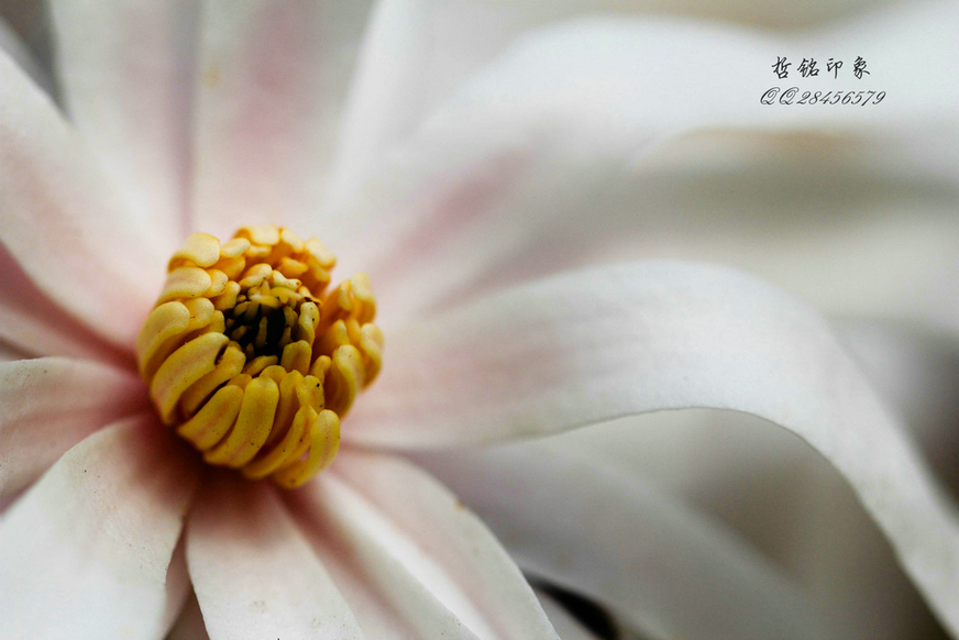 各种花-36.jpg