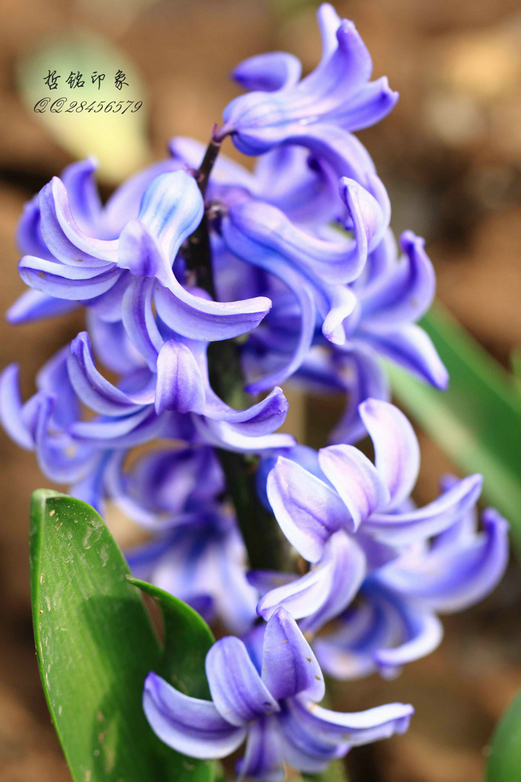 各种花-39.jpg