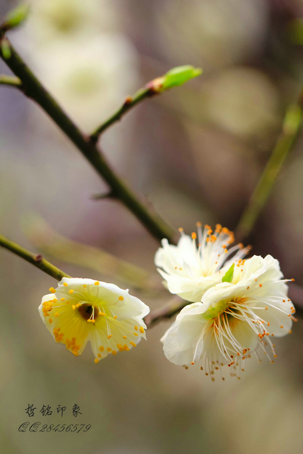 各种花-23.jpg