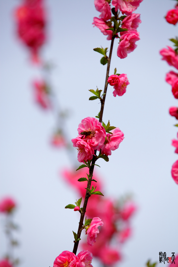 IMG_0718_up.jpg