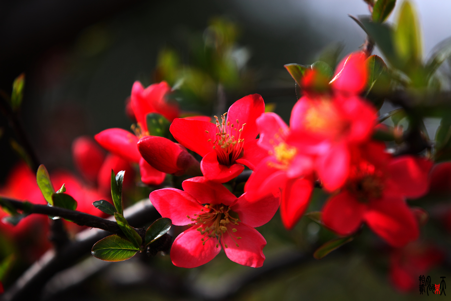 IMG_0696_up.jpg