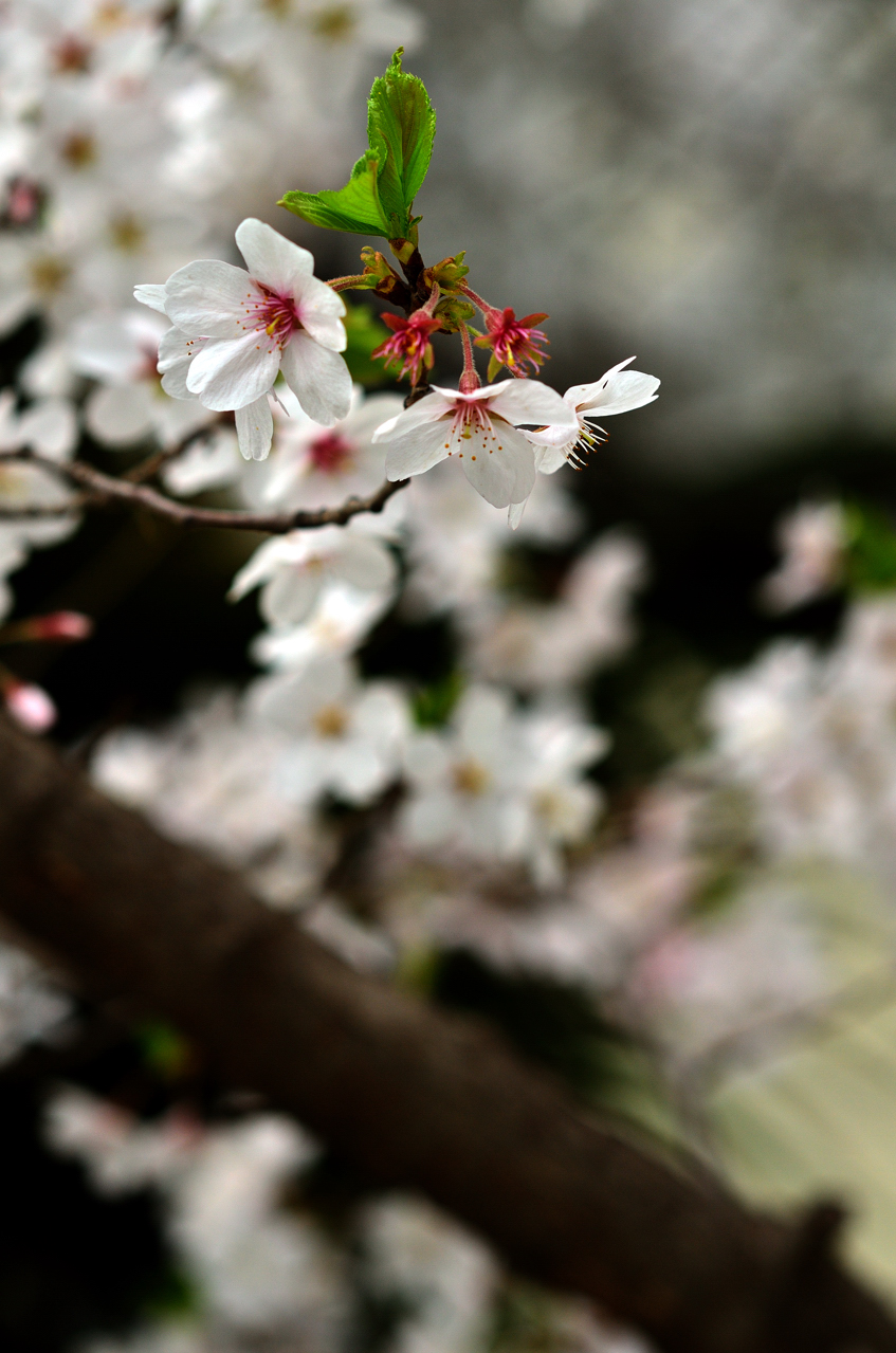 20120329 029.jpg