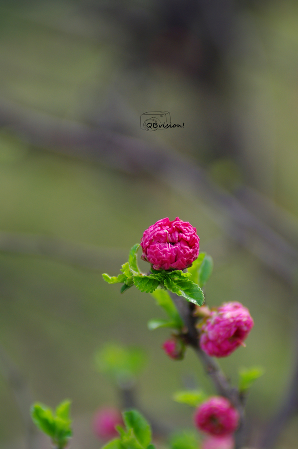 IMGP8059.jpg