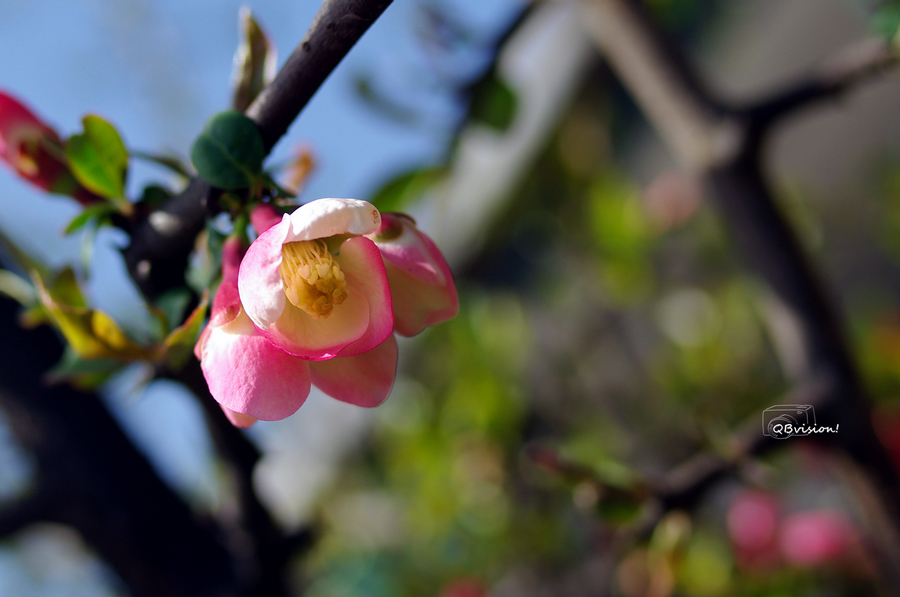 IMGP8106.jpg