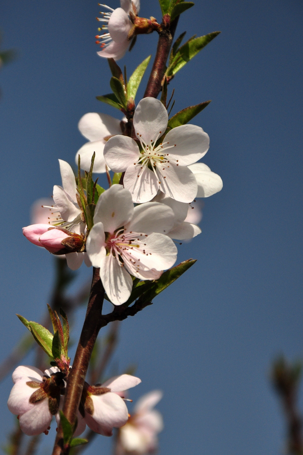DSC_0184xz.jpg