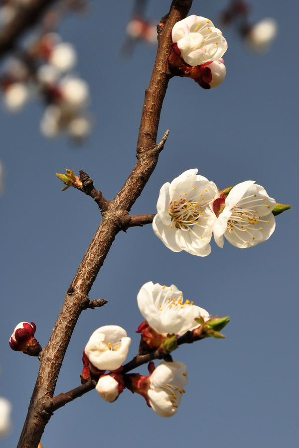 DSC_0234xz.jpg