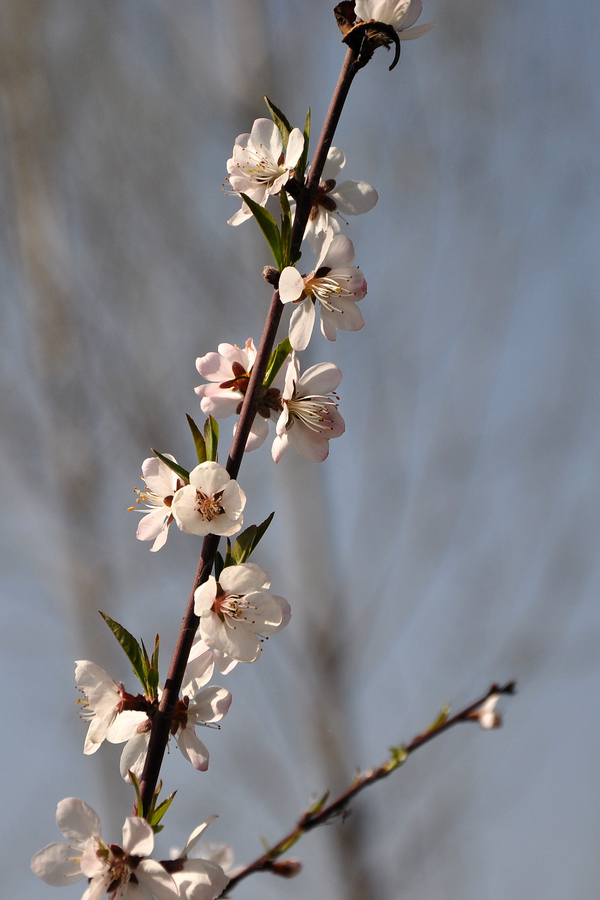 DSC_0145xz.jpg