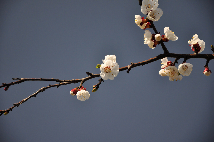 DSC_0208xz.jpg