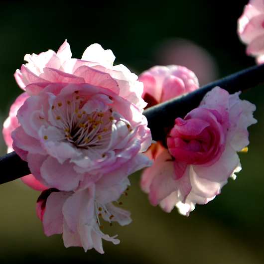 DSC_0045.JPG