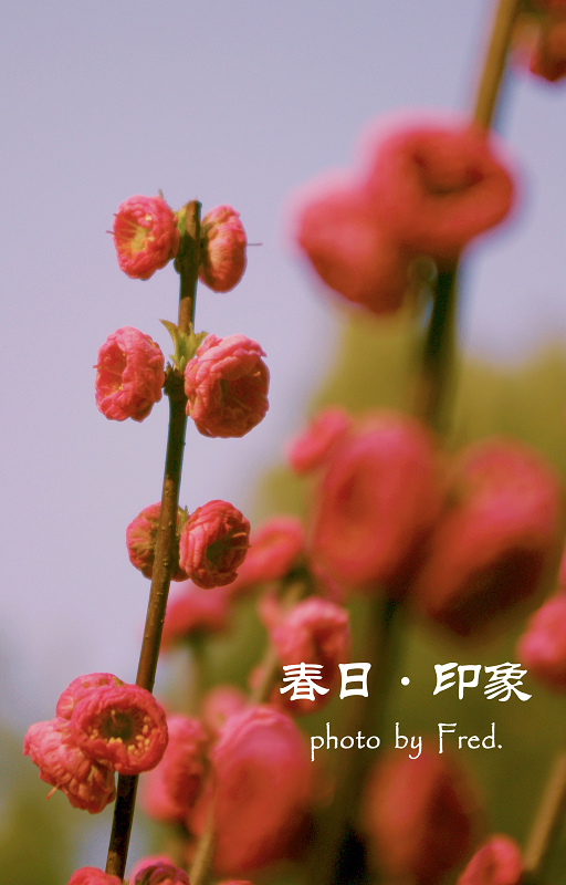 IMGP938311.jpg