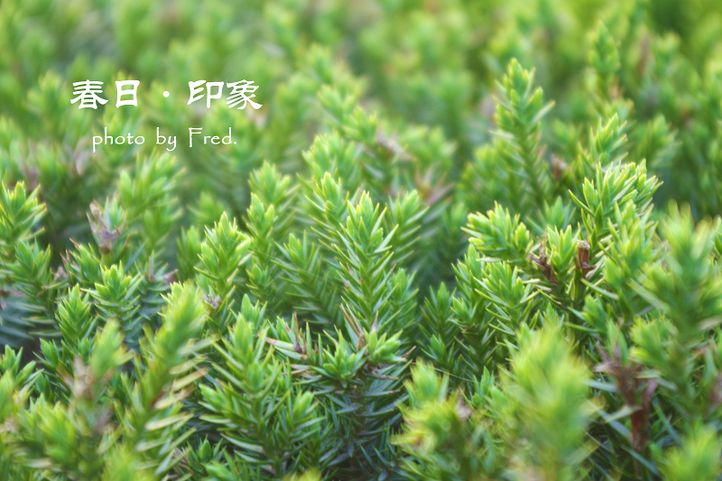 IMGP940811.jpg