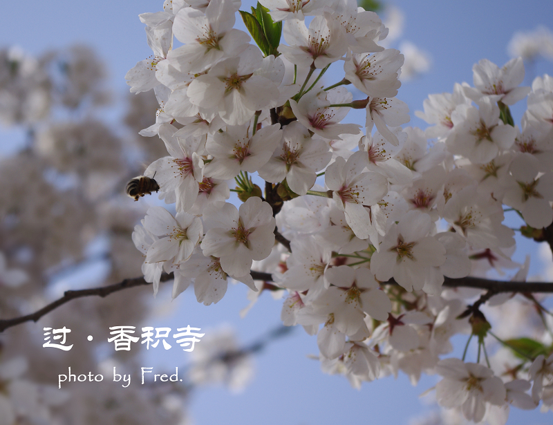 IMGP9426.jpg