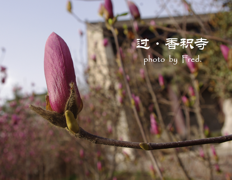 IMGP9441.jpg
