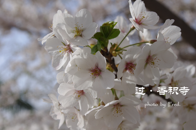 IMGP94211.jpg