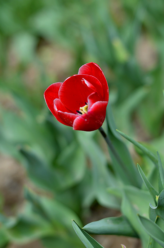 花卉