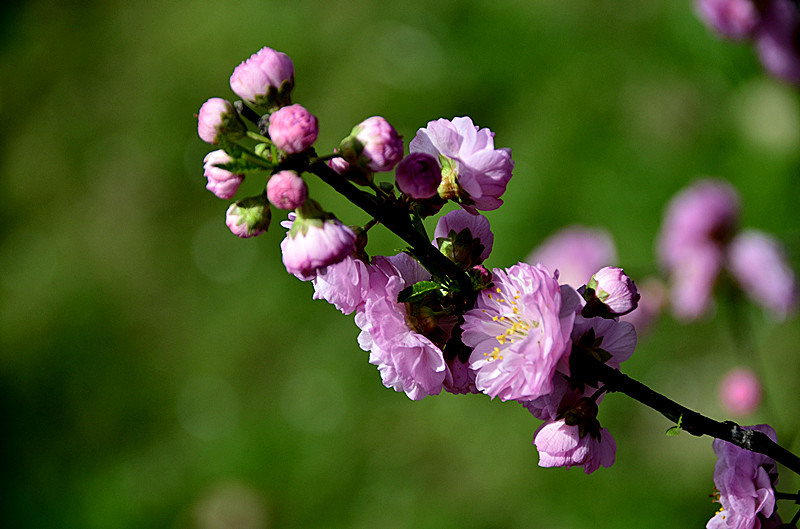 花卉